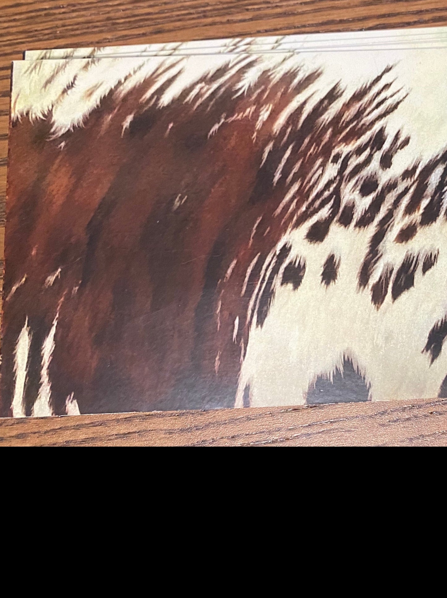 Card & Envelope - Print of Original Artwork of Long Horn Coat