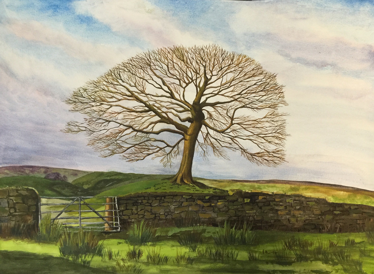 The Lonely Tree Derbyshire - Watercolour on Heavy Paper Original - Large