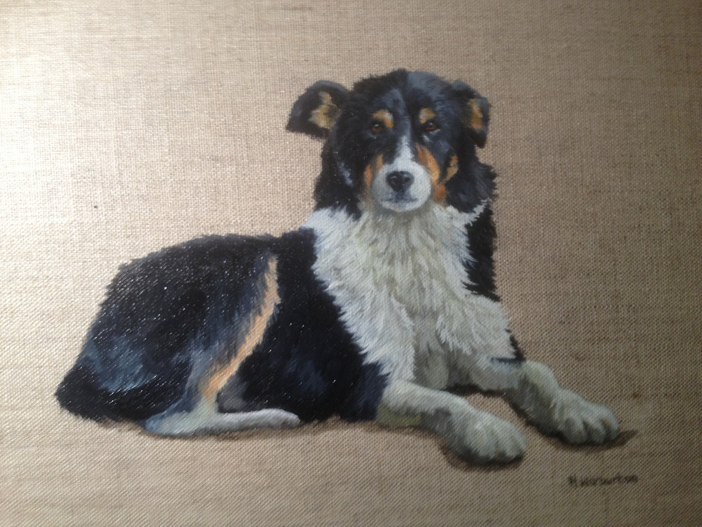 Collie commission - Oil on Linen Original SOLD